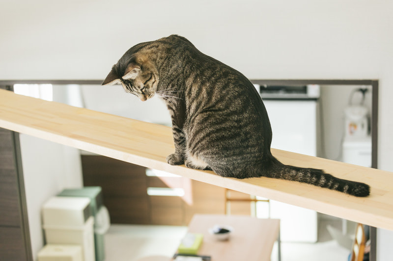 猫と暮らす家 アイデア